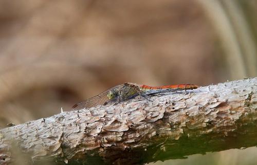 Réf. 189 834 : Sympetrum sanguineum